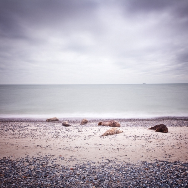 Photograph Uwe Langmann Six Seals on One Eyeland